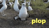 Egg Drop It GIF by U.S. Fish and Wildlife Service