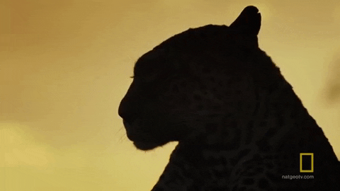 natgeowild giphygifmaker leopard head turn savage kingdom GIF