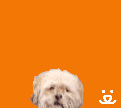 Video gif. Shih tzu appears to scramble to stretch up and look out the frame of the gif at us. A speech bubble appears, reading, "Sup?"