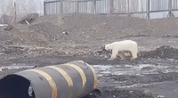 'Hungry and Sick' Polar Bear Seen Wandering Near Talnakh, Russia