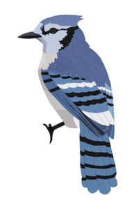sydneysherrill bird bluebird blue jay 17 young and stunning Sticker