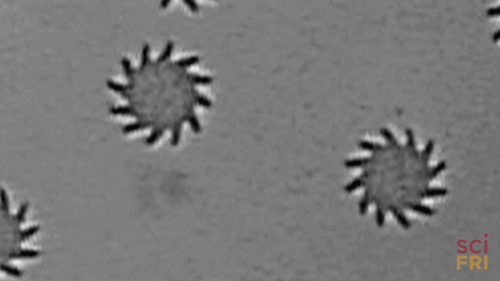 cyborg bacteria GIF by Science Friday