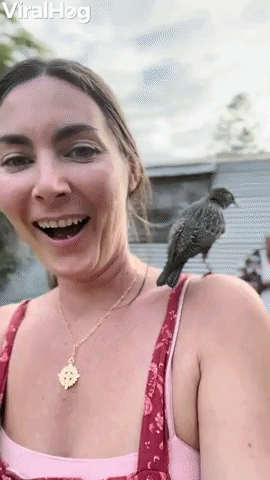 Starling Crashes Family BBQ