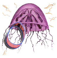 jellyfish omg Sticker by Bastion Agency Studio Lab