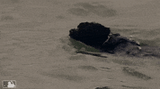 Major League Baseball Swimming GIF by MLB
