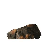 Wiener Dog Sticker by Meg Lewis