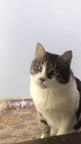 BAS0V giphygifmaker GIF