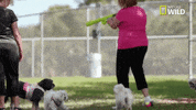 pupparazzi puppy potty face GIF by Nat Geo Wild