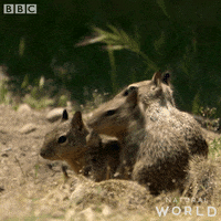 natural world what GIF by BBC Earth