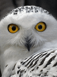 RevistaRueda revista buho rueda revistarueda GIF