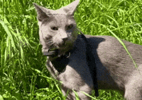 Suspicious Russian Blue Cat GIF