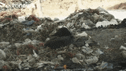 Pollution GIF by euronews