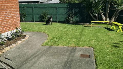 acetonicdotnet giphyupload dog greyhound fast dog GIF