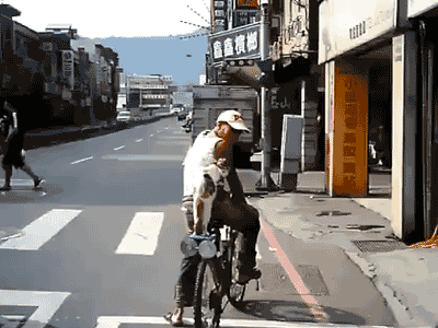 cat bicycle GIF
