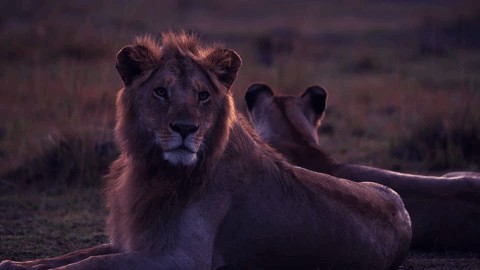 big cat GIF by BBC Earth