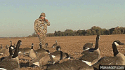 goose GIF