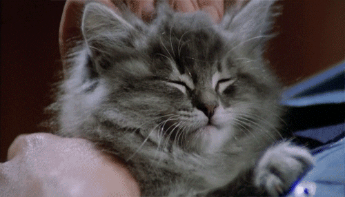 Video gif. Close-up shot of a relaxed, fluffy grey kitten as he is massaged on the head.