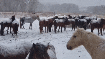 Wild Horses Feed on Hay as Snow Falls Over South Wyoming