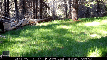 Curious Bear Sniffs Camera in South Lake Tahoe