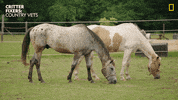National Geographic Eating GIF by Nat Geo Wild