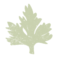 falusikosar transparency parsley kosar falusikosar Sticker