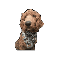 Goldendoodle Sticker by Geekster Pets