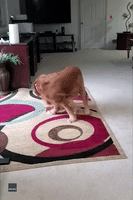 Golden Retriever Determined to Catch Own Tail