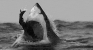shark attack GIF