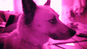sub pop what GIF by Sub Pop Records