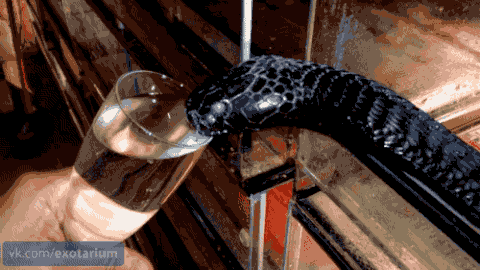 water snake GIF