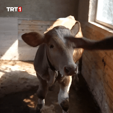 Friends Love GIF by TRT