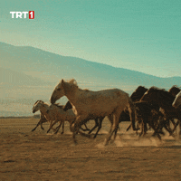 Run Running GIF by TRT