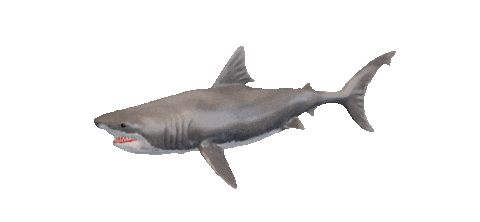 Shake It Shark Sticker by Zacxophone