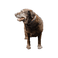 Brown Dog Sticker by JC Property Professionals