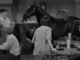crazy over horses GIF by Warner Archive