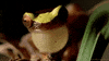 frog GIF by Head Like an Orange
