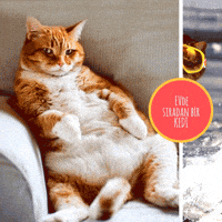 kedi GIF by jollytur