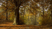 fall tree GIF by Living Stills