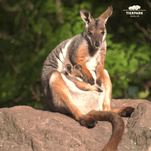 tierparkberlin giphyupload baby chill relax GIF