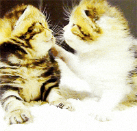 gatos GIF