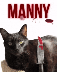 Black Cat Dexter GIF