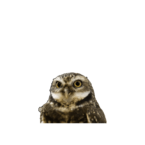 Burrowing Owl Sticker by Valley Zoo Development Society