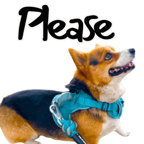 Corgi Please Sticker