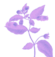 Grow Pink Rose Sticker by Parasol
