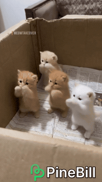 Cats Pet GIF by PineBill