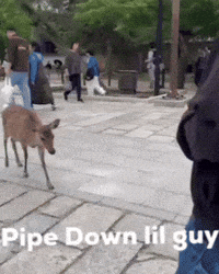 Settle Down Ny Yankees GIF