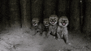 allwetterzoo no cheetah munster gepard GIF