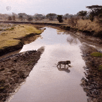 Explore Pbs Nature GIF by Nature on PBS