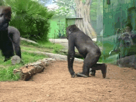 king kong kids GIF