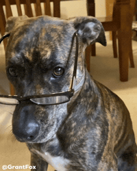 Dog Robin GIF